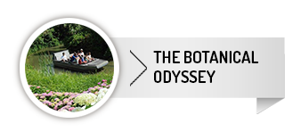 the botanical odyssey